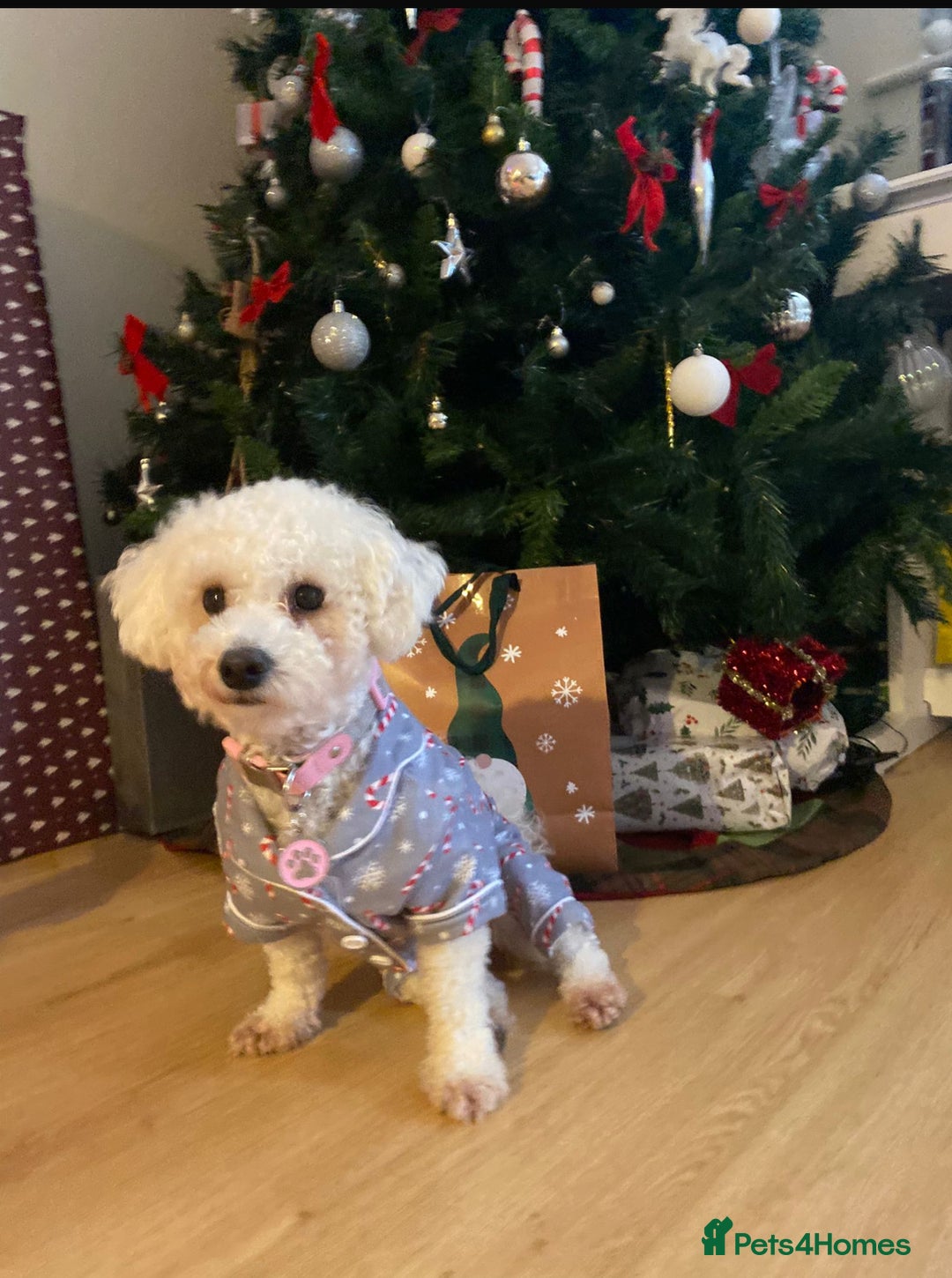 Bichon Frise dogs for sale: Pure Bichon frise for sale in Bromsgrove  in Bromsgrove - Image 16