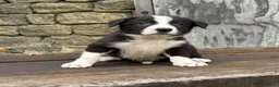 Border Collie dogs for sale: Stunning red / blue / black & white pups - Advert 25