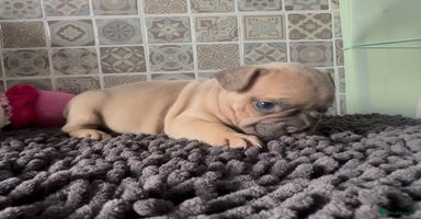 Mixed Breed dogs - Advert 6