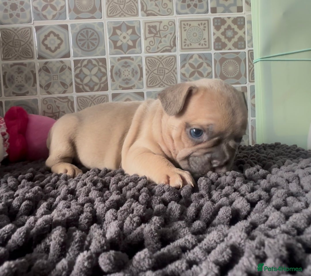 Mixed Breed dogs for sale: 5 week old Frenchie pups for sale - Image 2