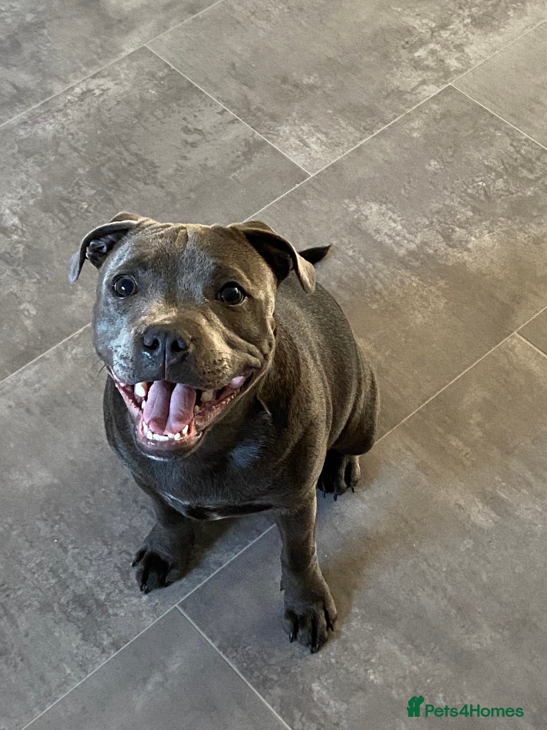 Staffordshire Bull Terrier dogs for sale: 11 months old Staffordshire bull terrier bitch  - Advert 4