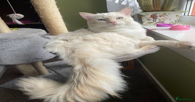 Ragdoll cats - Advert 6