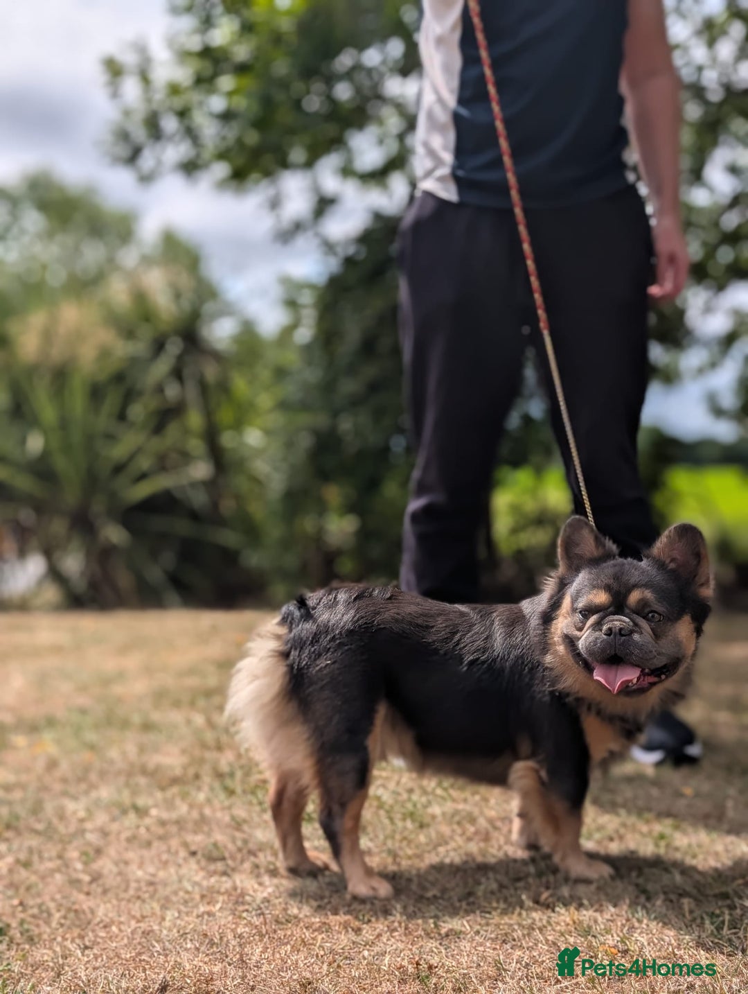 French Bulldog dogs for stud: Esquire pink&testable carrier  - Image 3