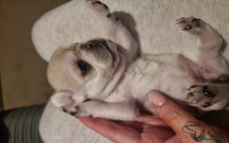 Frug dogs for sale: 3 frug puppies looking for there forever homes. - Advert 2