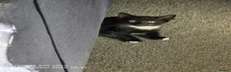 Mixed Breed cats for sale: 2 male Kittens for sale in Birmingham - Advert 5