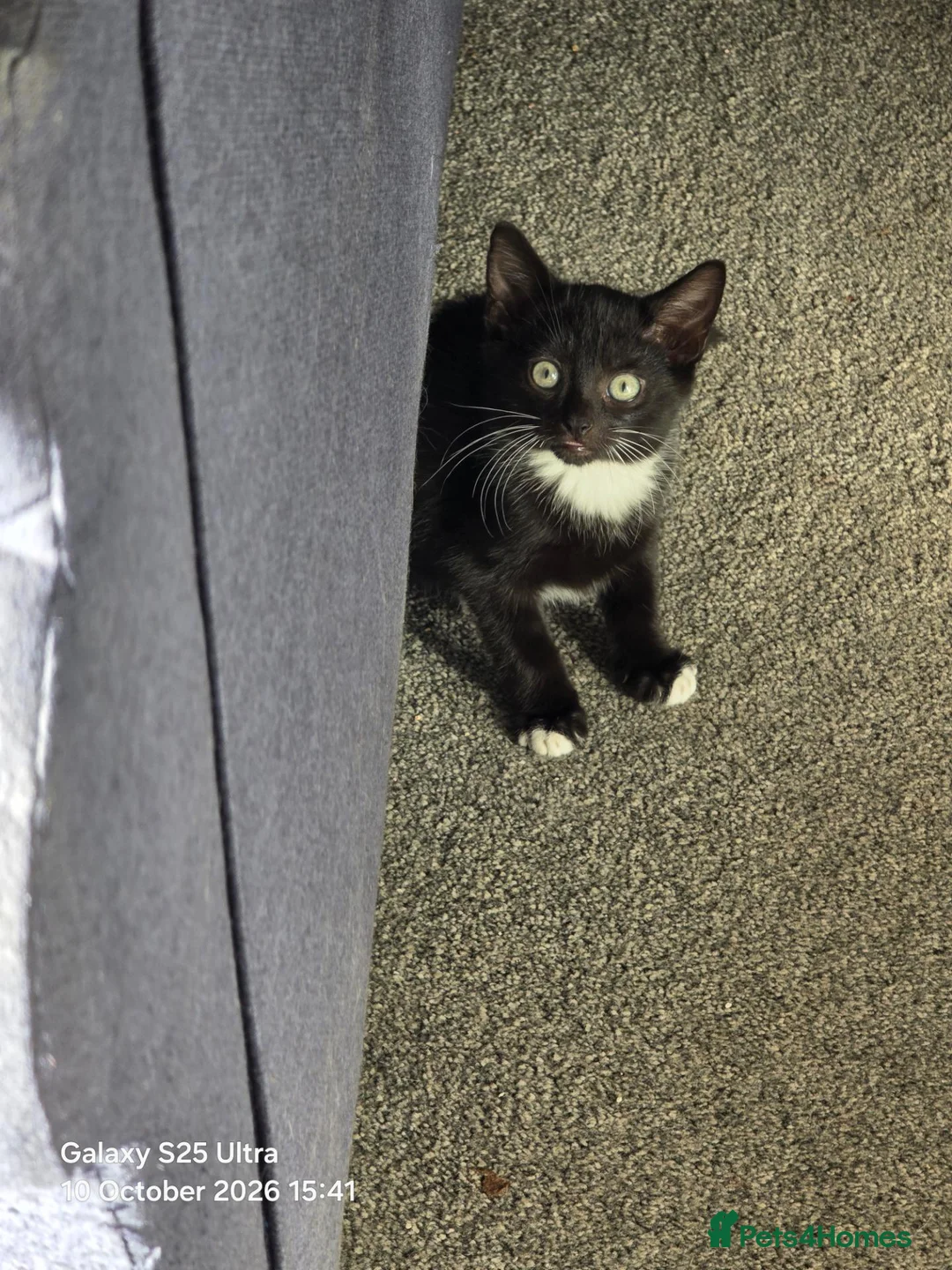 Mixed Breed cats for sale: 2 male Kittens for sale in Birmingham - Advert 5