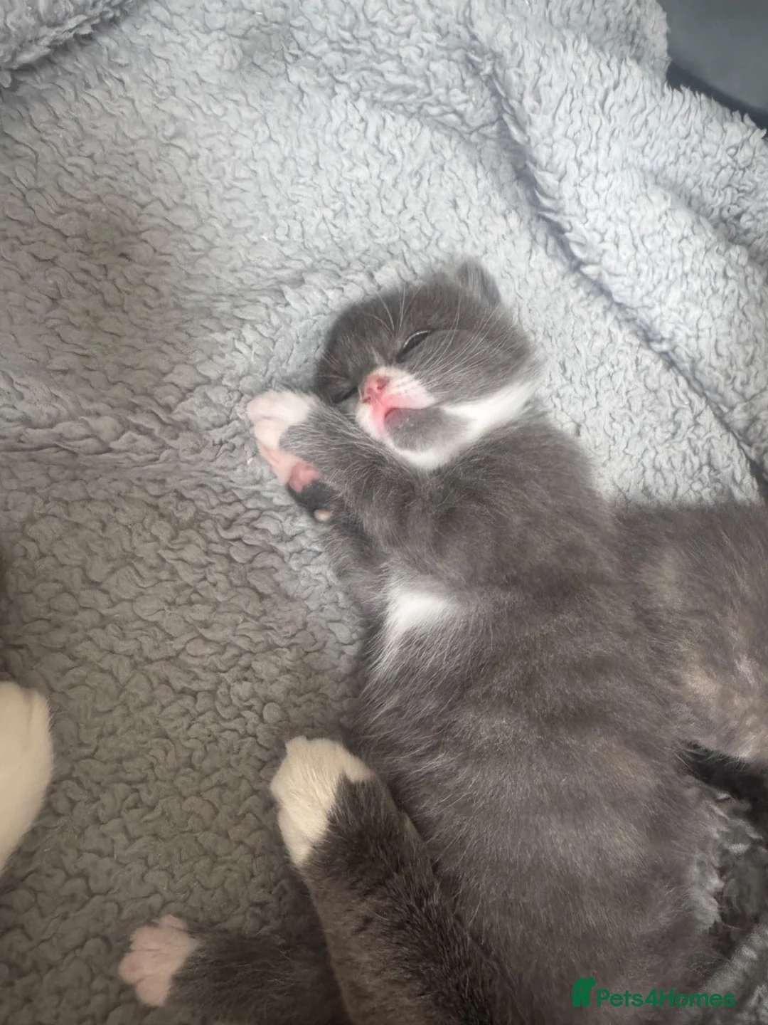 Mixed Breed cats for sale: 4 gorgeous grey kittens - Advert 15