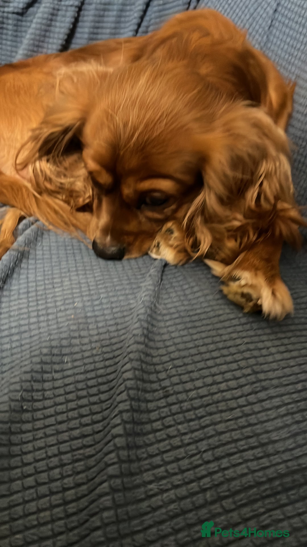 Cavalier King Charles Spaniel dogs for stud: STUD Cavalier King Charles Spaniel Stud  - Advert 3