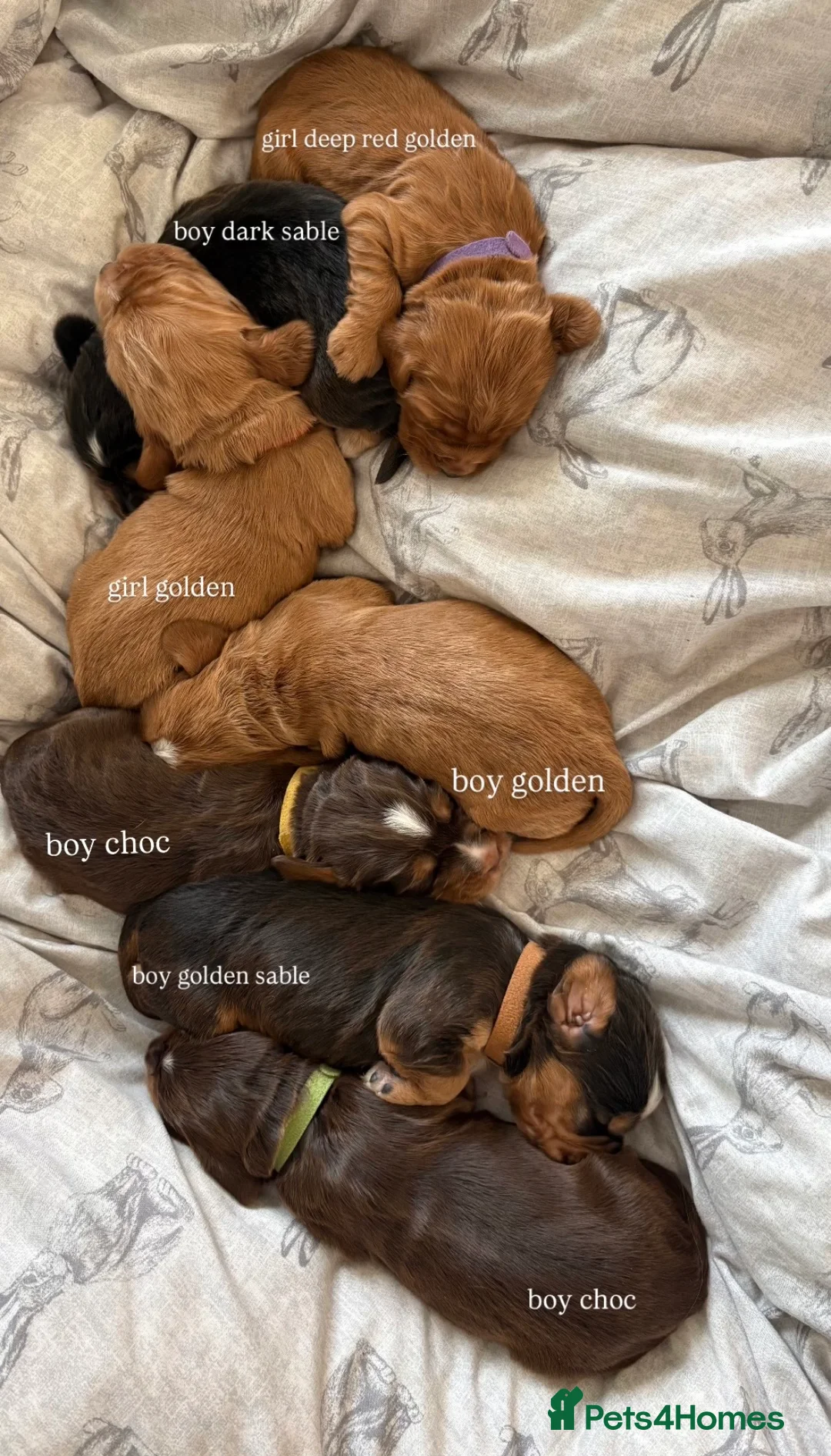 Cocker Spaniel dogs for sale: ✨Heath tested true to type KC show cockers✨ - Advert 1