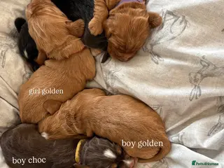 Cocker Spaniel dogs ✨Heath tested true to type KC show cockers✨ - Advert 1