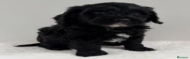 Australian Labradoodle 4
