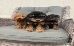 Cockapoo dogs for sale: F1 pra clear Cockapoos (council licensed breeder) - Image 3