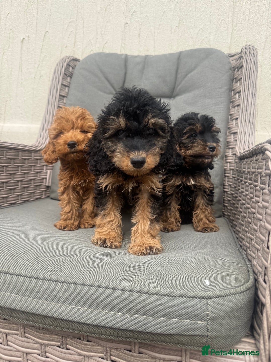 Cockapoo dogs for sale: F1 pra clear Cockapoos (council licensed breeder) - Image 3