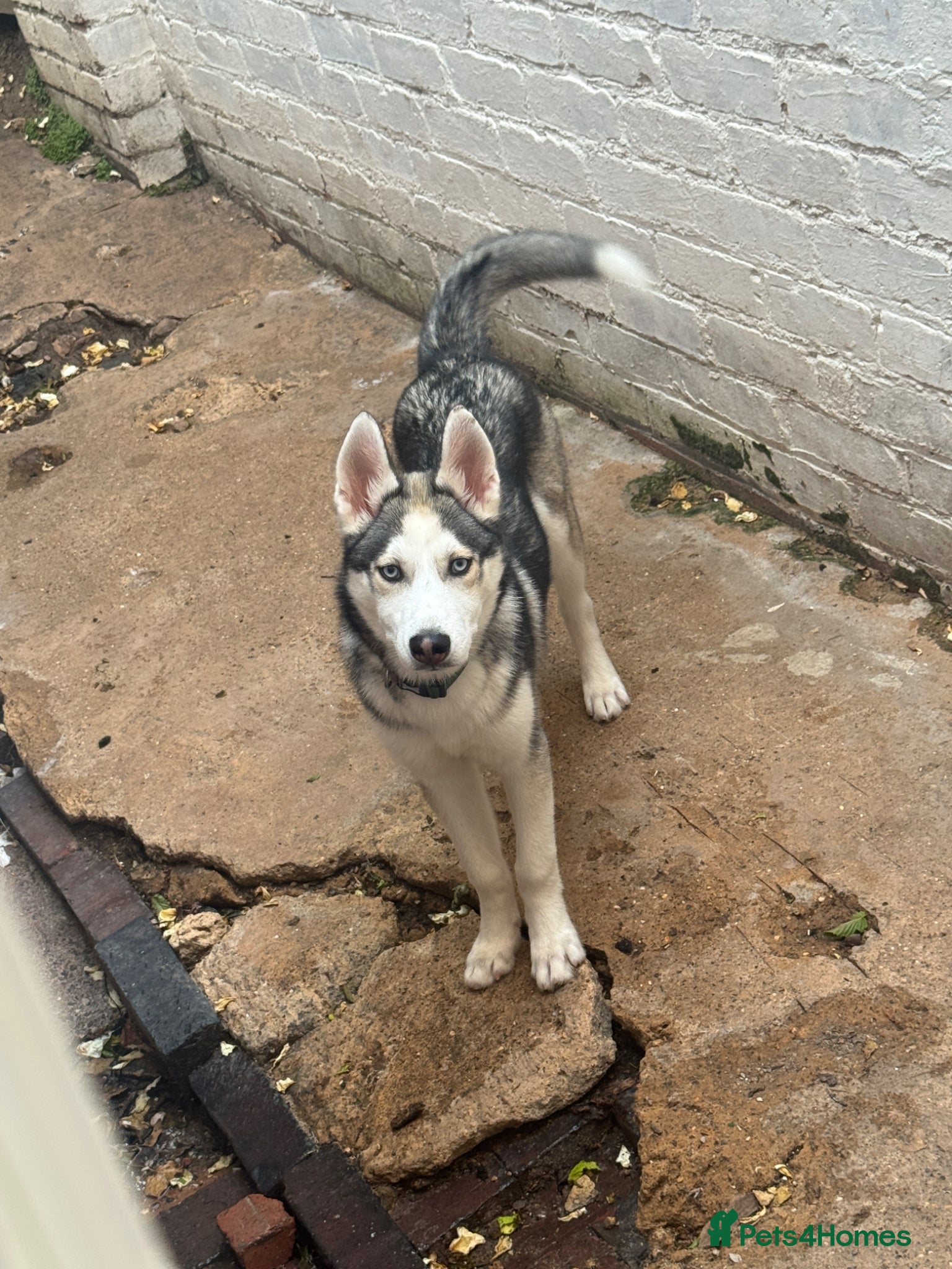 Siberian Husky dogs GOOSE 🪿 - Siberian Husky 5 Months - Advert 1