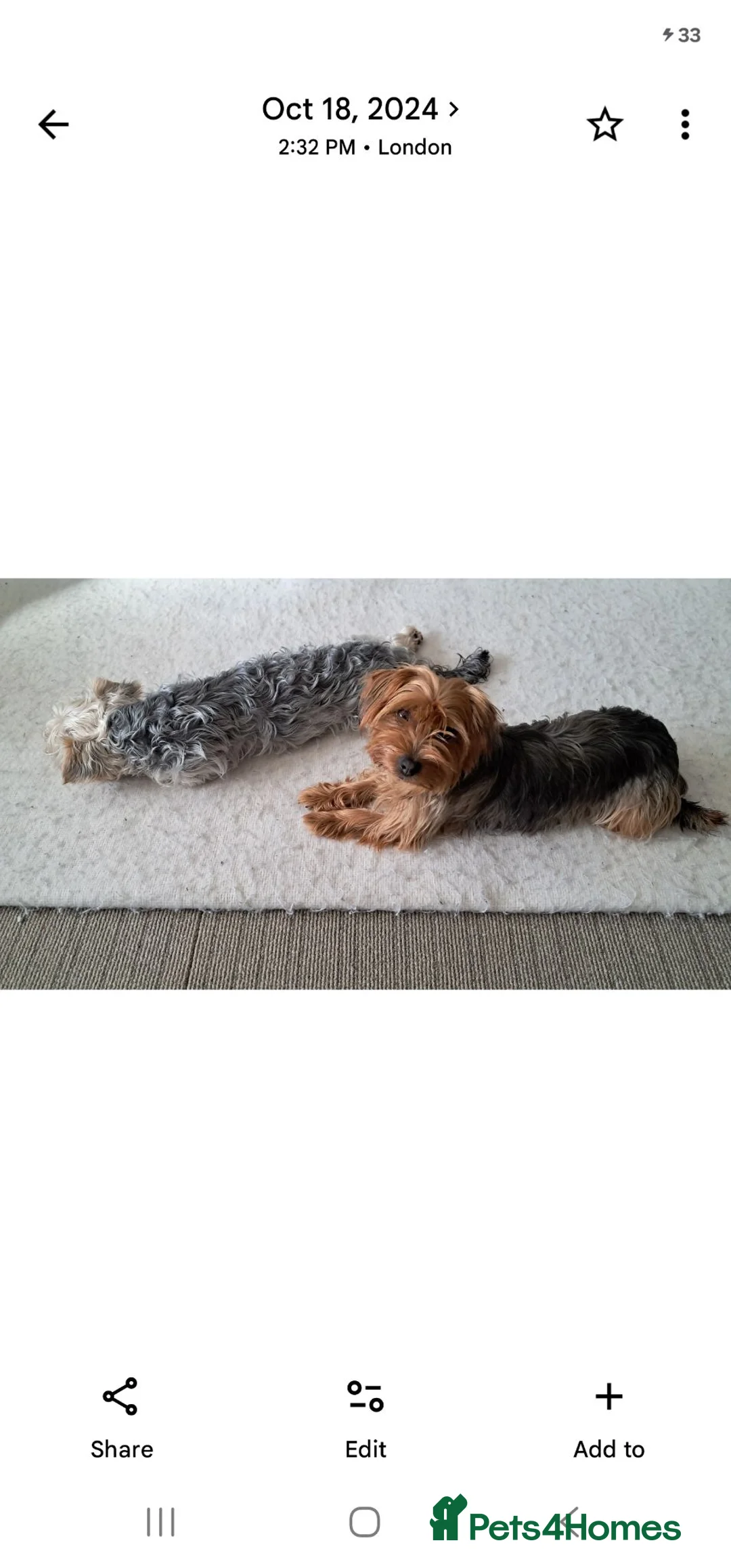 Yorkshire Terrier dogs for sale: 🐶 💖Pedigree Yorkshire Terrier Puppies💖 🐶 - Advert 2