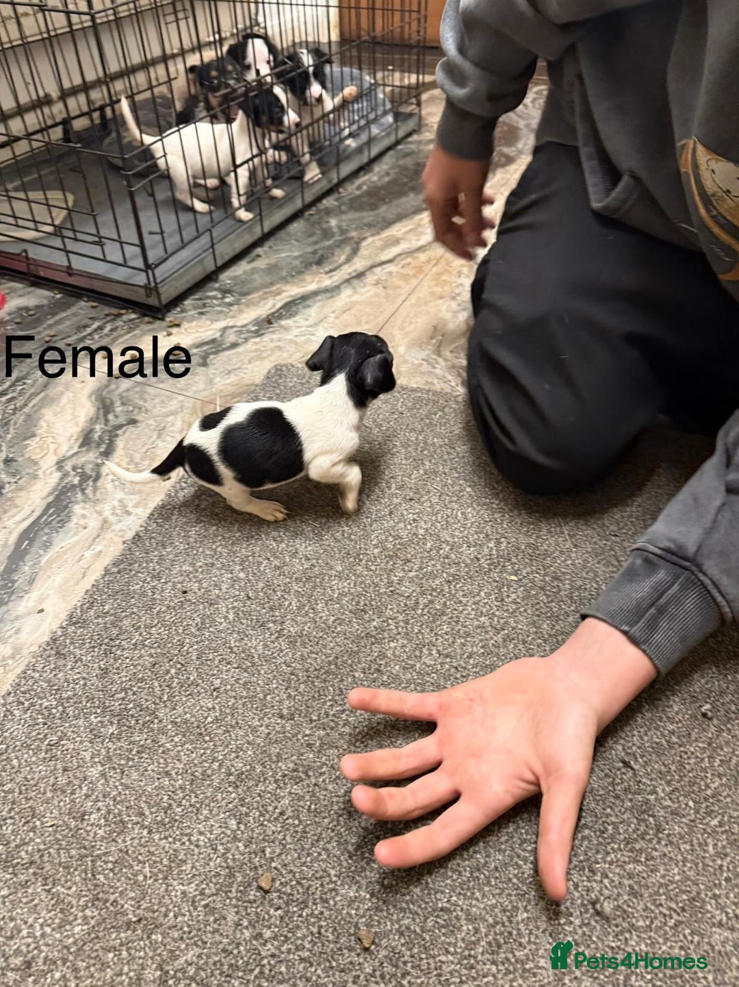 Jack Russell dogs for sale: Puppies  - Advert 11