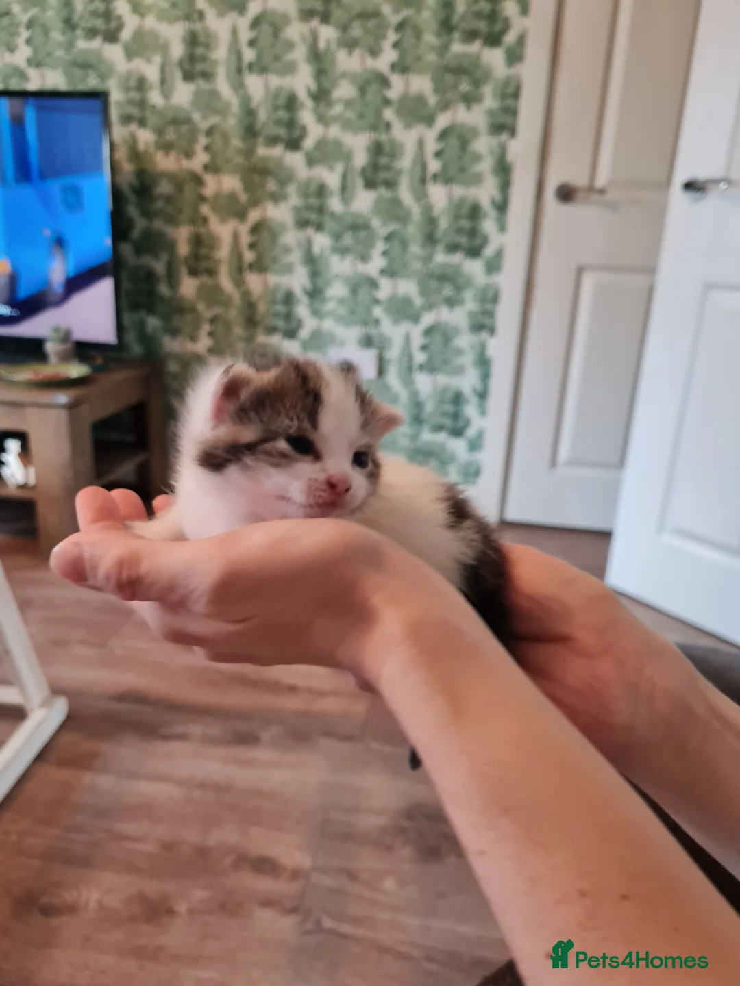 Mixed Breed cats for sale: Fluffy cute chunky kittens! - Advert 4
