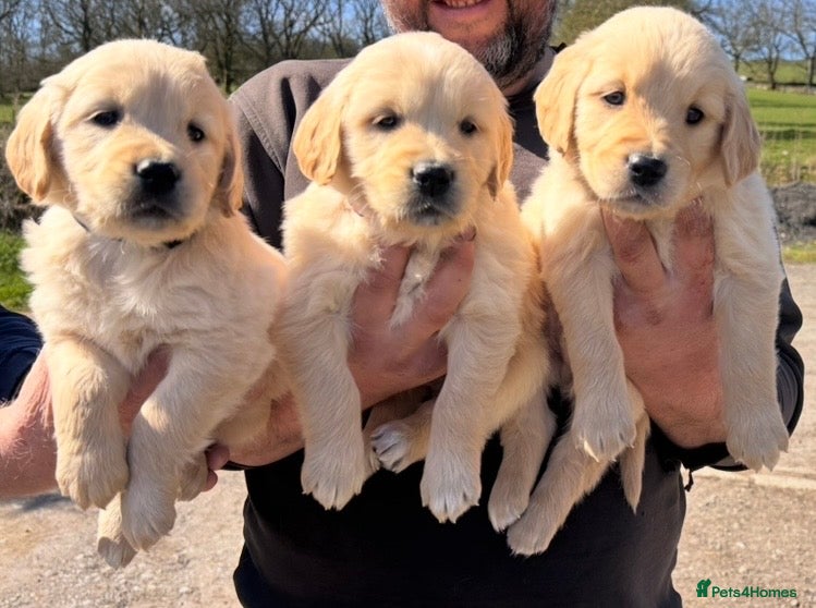 Golden Retriever dogs Stunning Quality KC reg Golden Retriever Puppies - Advert 1