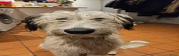 Lurcher dogs for sale: Fluffy Lurcher puppies available Sept - Advert 3