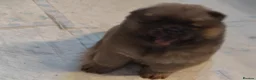 Chow Chow dogs for sale:  Beautiful Chow Chow Puppies – KC Registered 🐻 - Advert 11