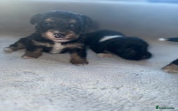 Jack Russell dogs for sale: 3 beautiful jack russle puppy’s  - Image 9