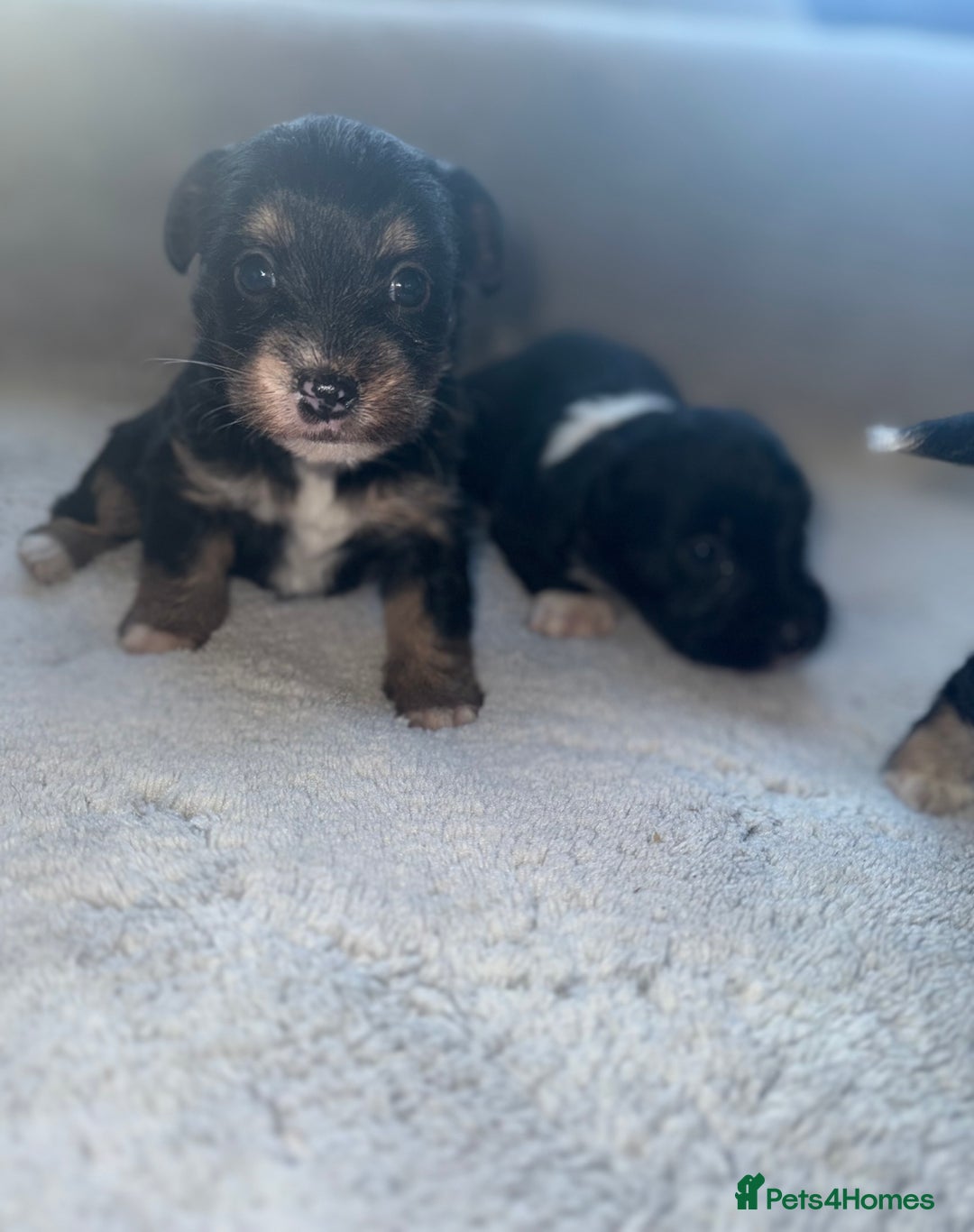 Jack Russell dogs for sale: 3 beautiful jack russle puppy’s  - Image 9
