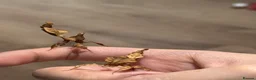 Praying Mantis invertebrates for sale: Ghost mantises for sale  - Advert 1