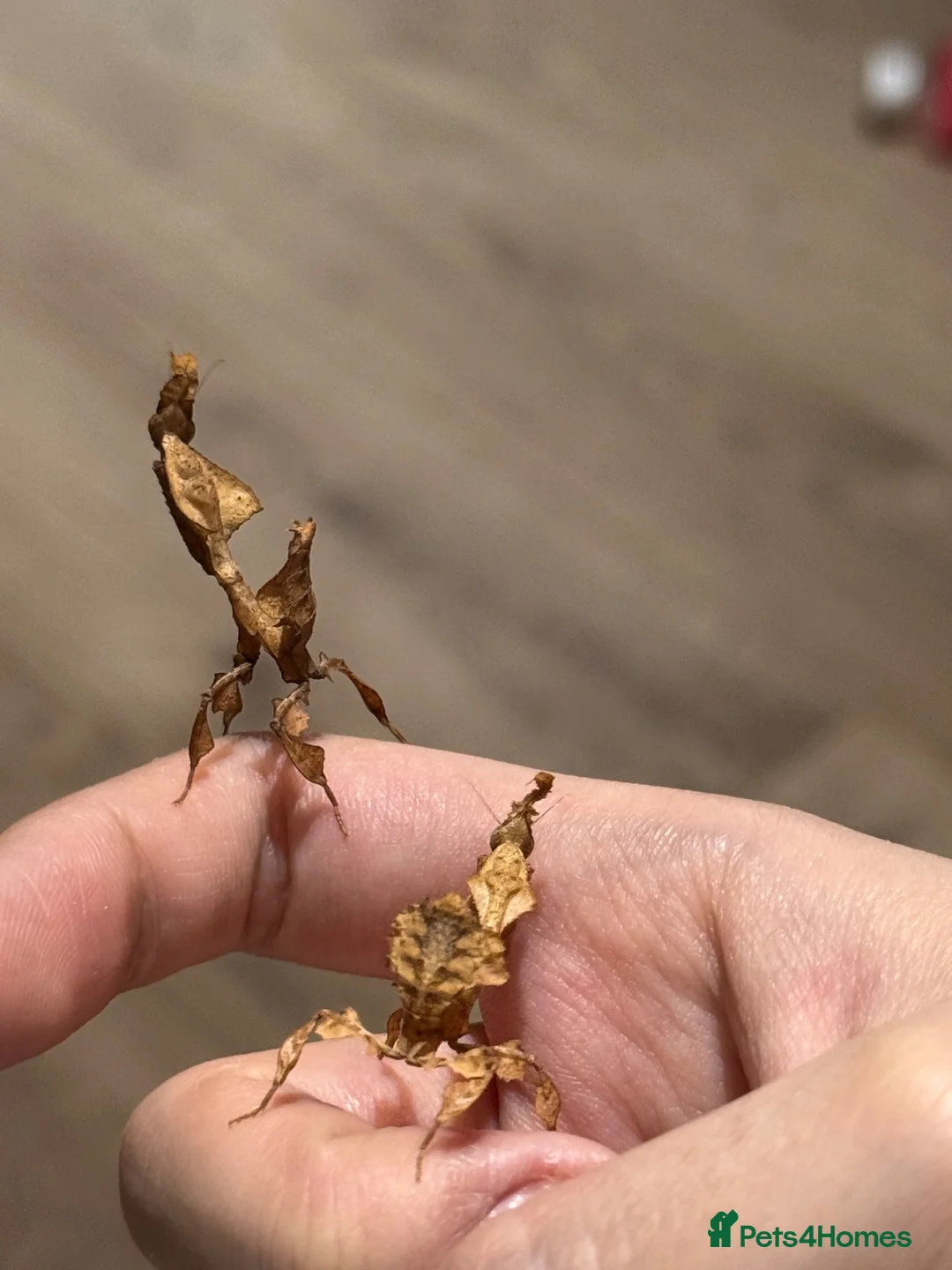 Praying Mantis invertebrates for sale: Ghost mantises for sale  - Advert 1