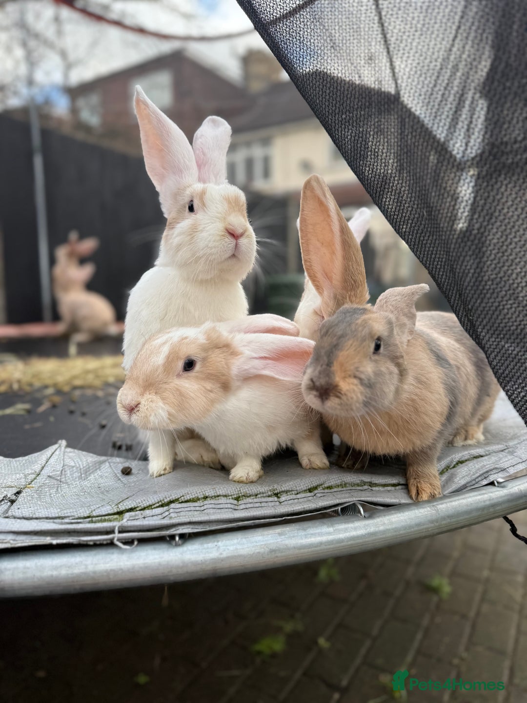 Continental Giant rabbits for sale: Giants Rabbits  - Advert 3