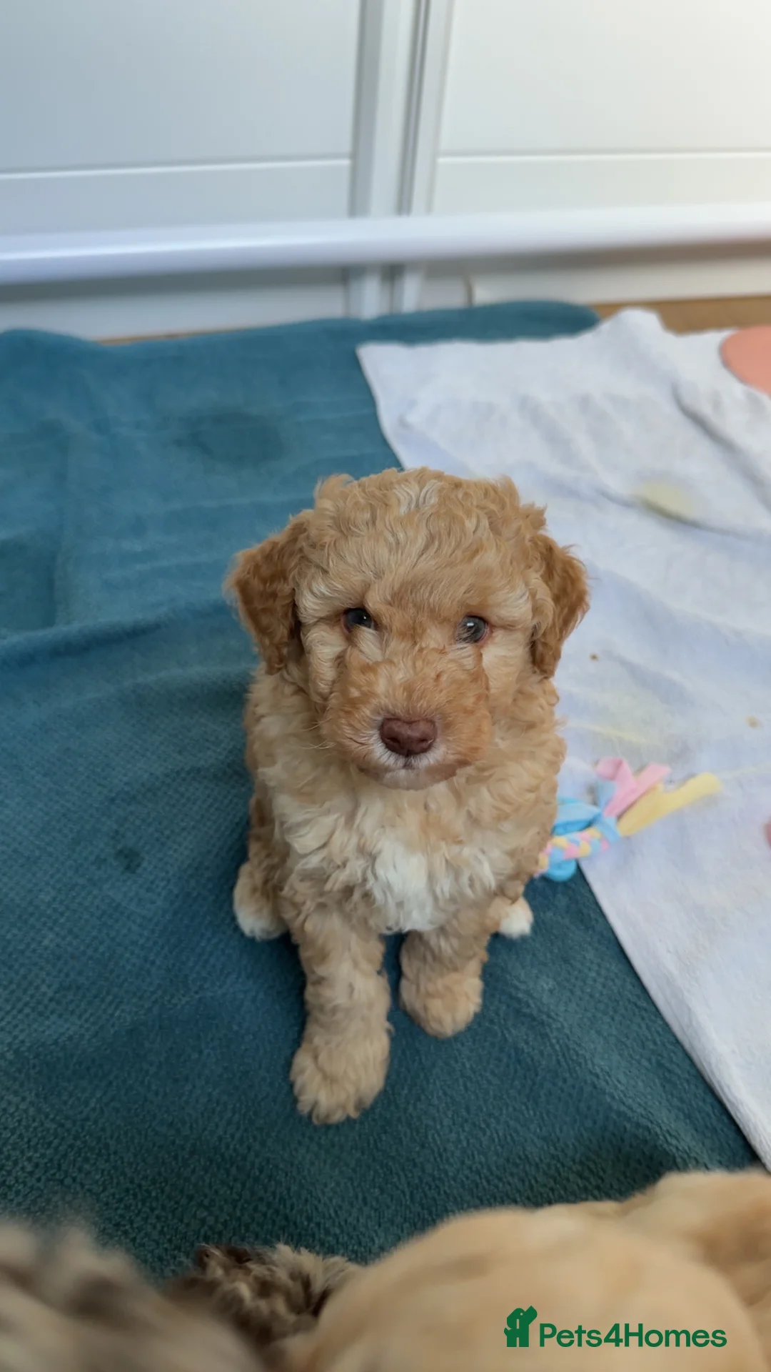 Cavapoo dogs for sale: 💥ONE BOY LEFT💥 F1B Cavapoo Puppies - Advert 1