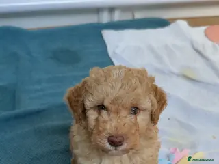 Cavapoo dogs 💥ONE BOY LEFT💥 F1B Cavapoo Puppies - Advert 5