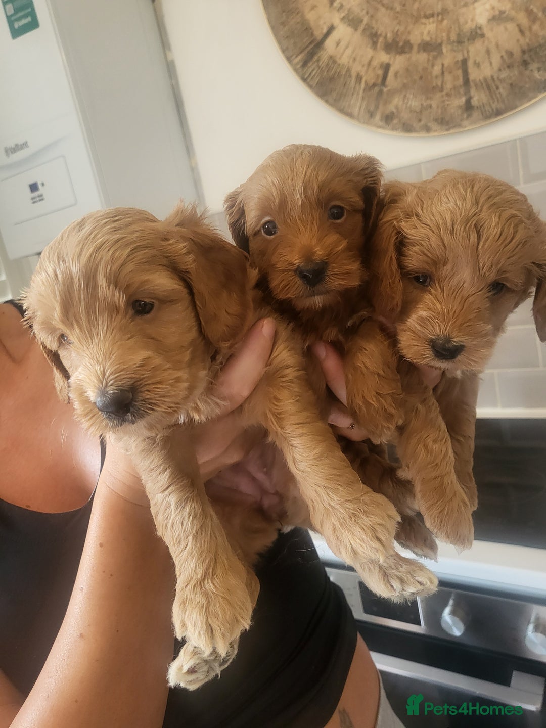 Cockapoo dogs for sale: F1B Cockapoo puppy's x6 stunning colours - Image 5