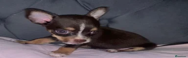 Chihuahua 2