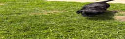 Cocker Spaniel dogs for sale: Beautiful litter of cocker spaniels puppy’s  - Advert 8