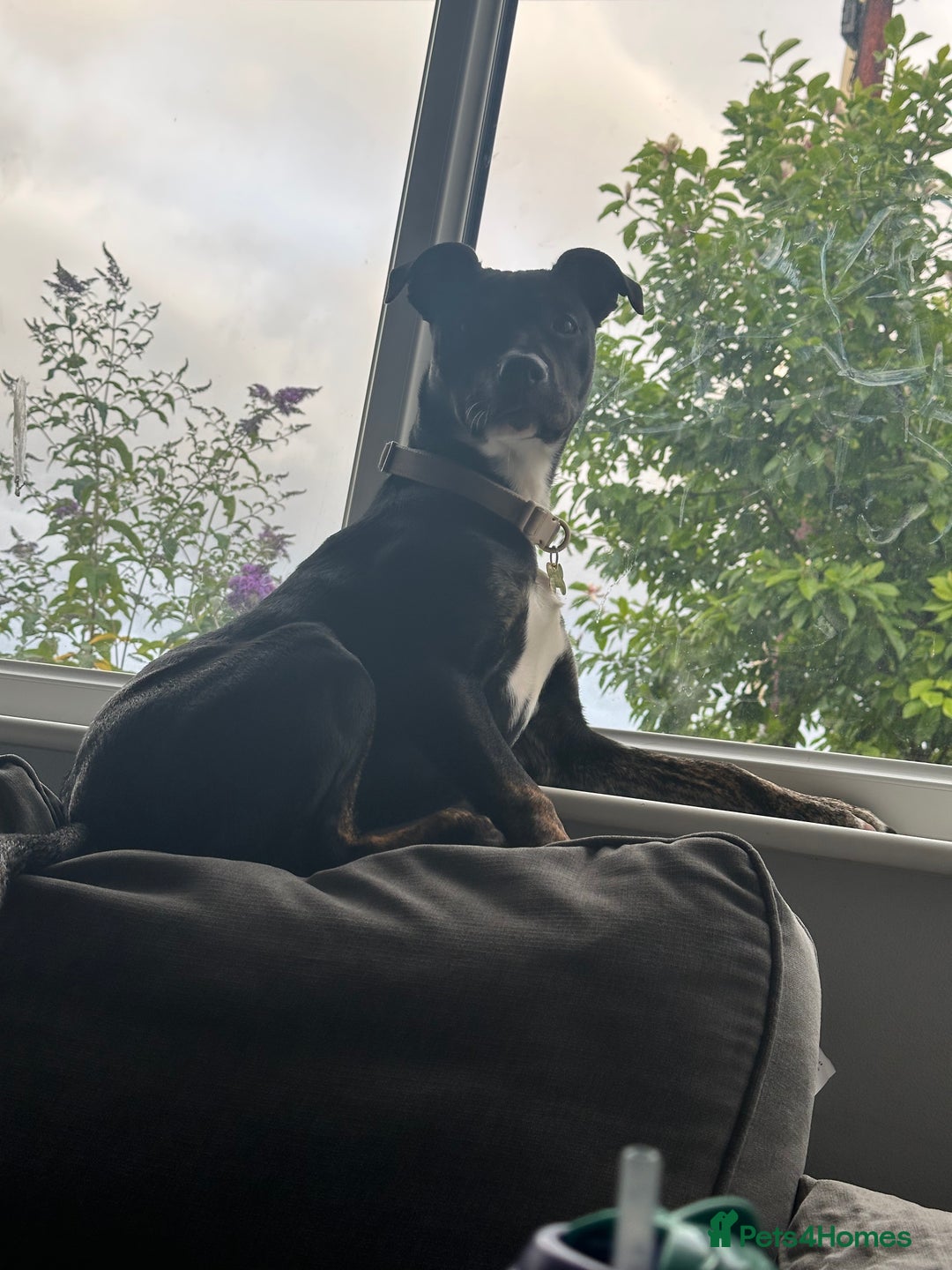 Mixed Breed dogs for sale: Staffy x cane corso pup - Image 7