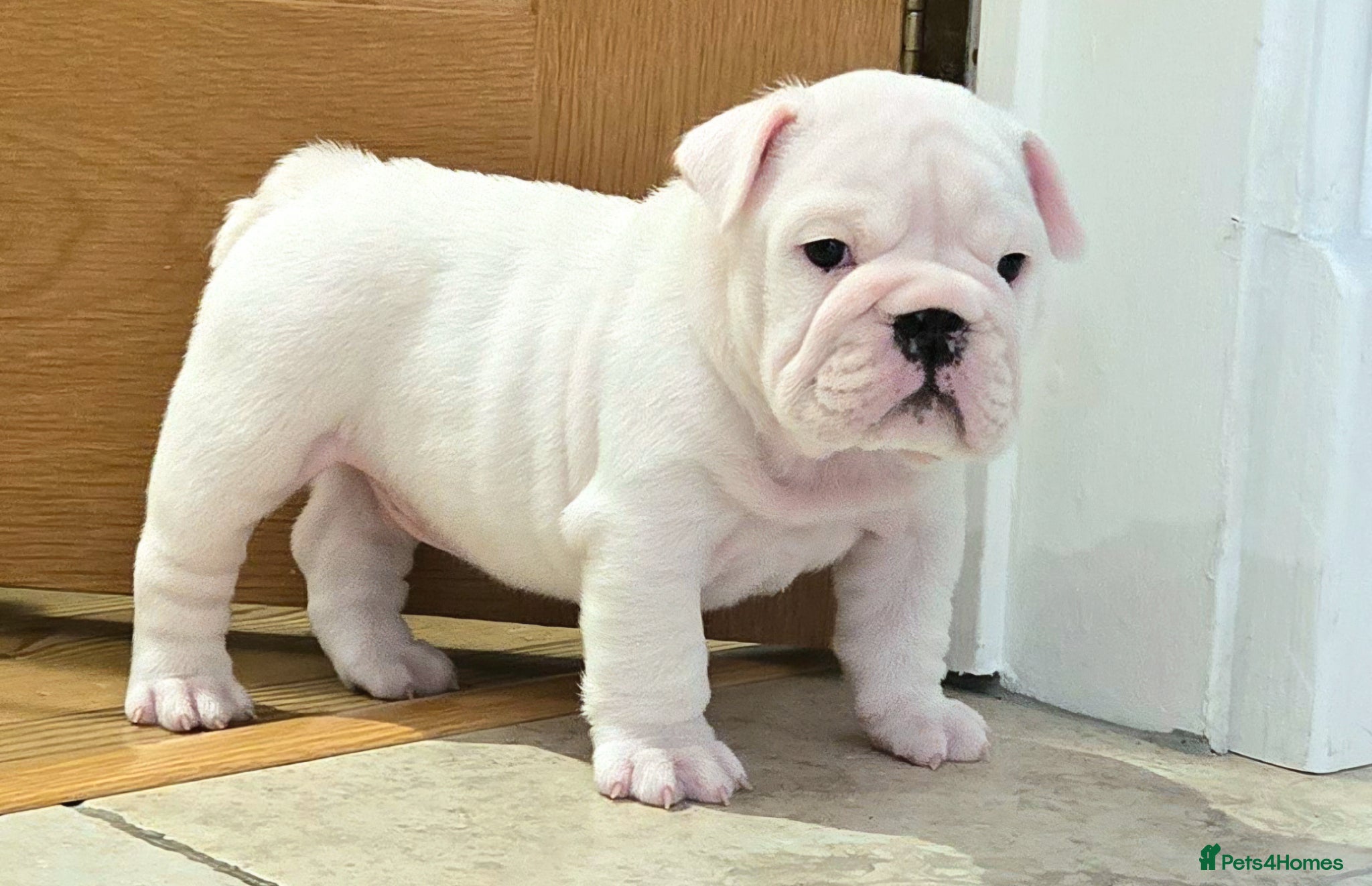 English Bulldog dogs Beautiful standard male bulldog available  - Advert 13