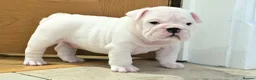 English Bulldog dogs for sale: Beautiful standard male bulldog available  - Advert 1