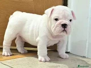 English Bulldog dogs Beautiful standard male bulldog available - Advert 13