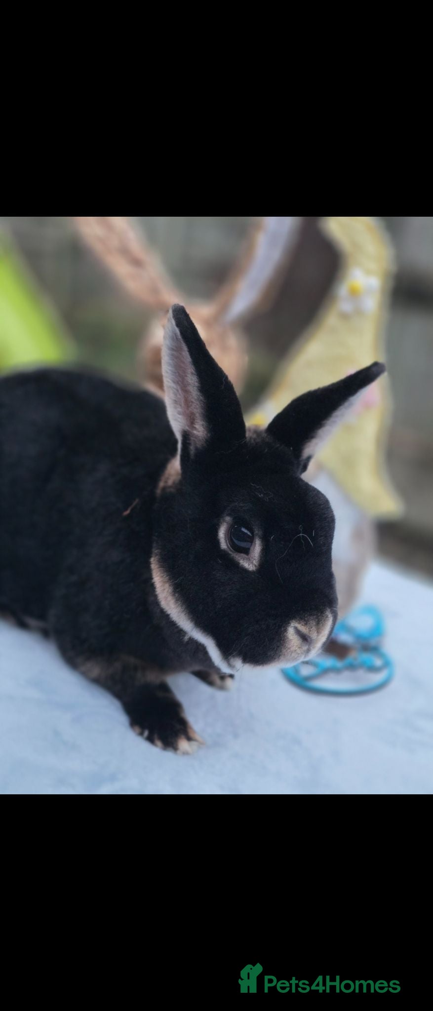 Rex rabbits Black Otter Buck Looking For New Hutch - Advert 1
