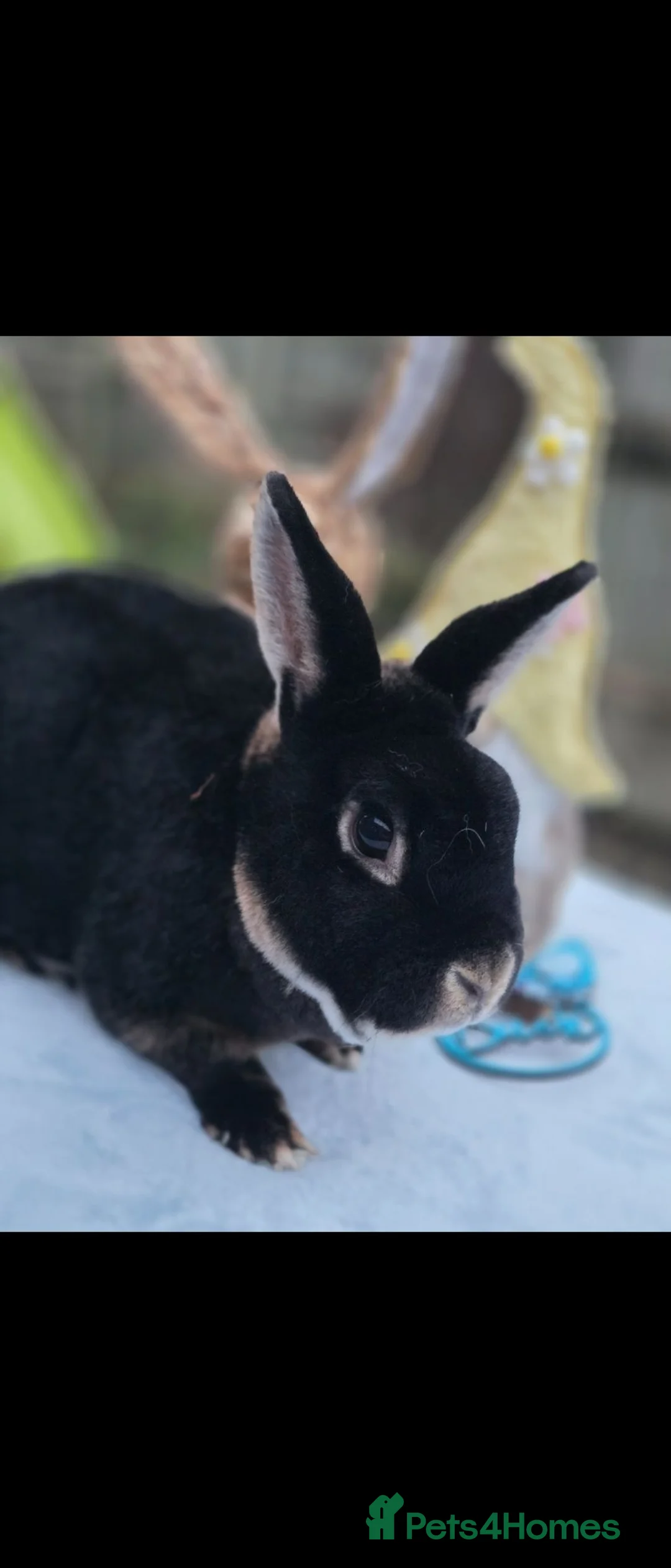 Rex rabbits for sale: Black Otter Buck Looking For New Hutch - Advert 1