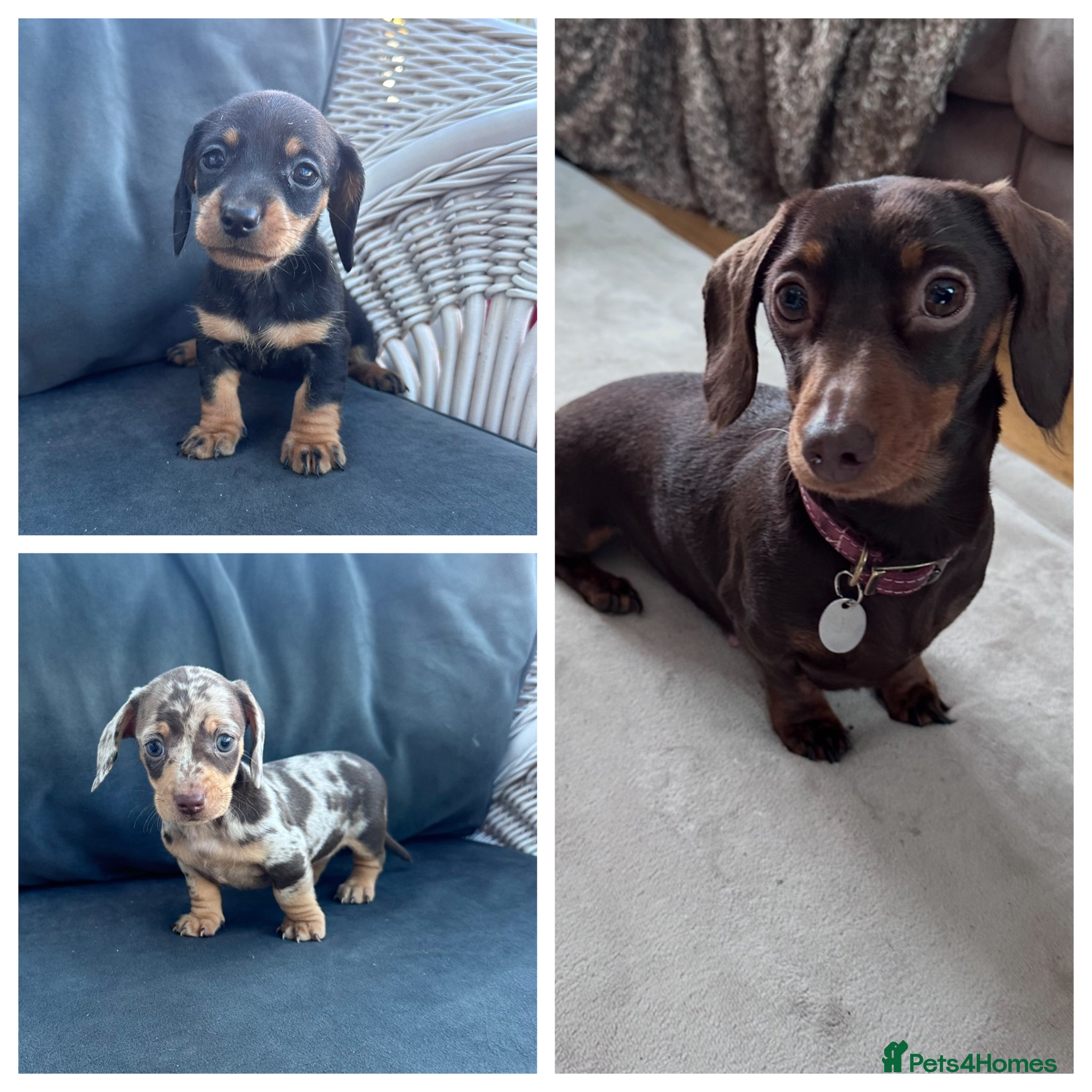 Miniature Dachshund dogs Miniature Dachshunds KC Registered - Advert 5