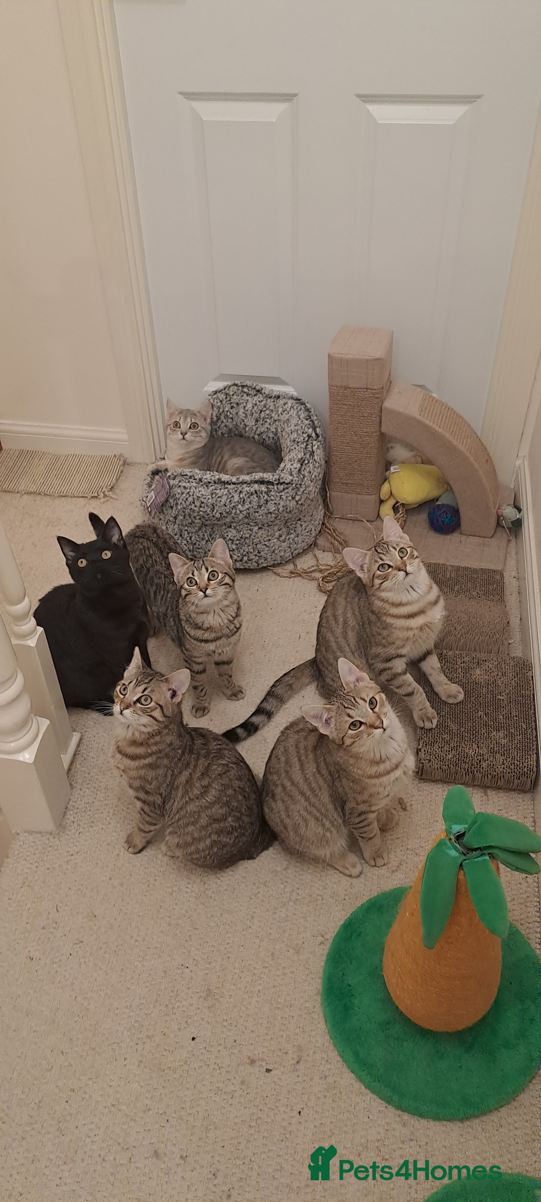 Mixed Breed cats Quarter Bengal kittens, looking for forever homes  - Advert 1