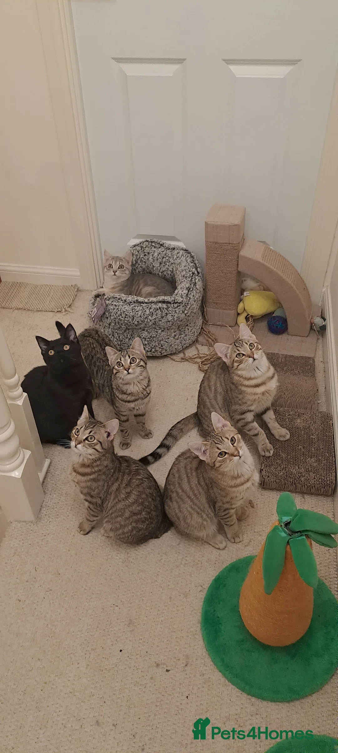 Mixed Breed cats for sale: Quarter Bengal kittens, looking for forever homes  - Advert 1