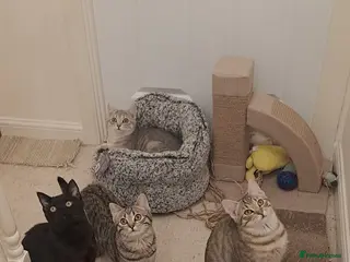 Mixed Breed cats Quarter Bengal kittens, looking for forever homes - Advert 10