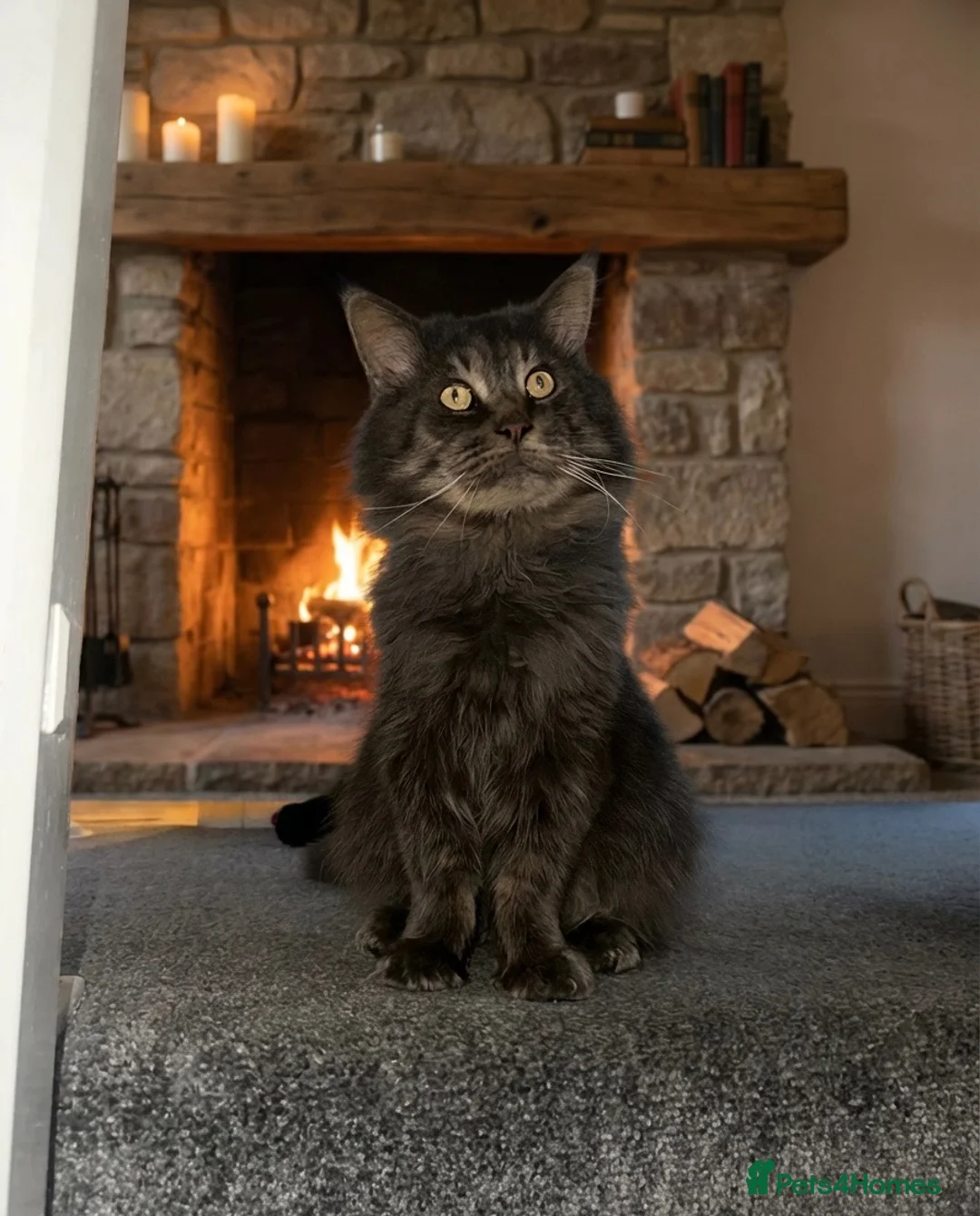 Maine Coon cats for sale: Huge TICA ACTIVE CHAMPIONSHIP BREEDING MALE - Advert 2