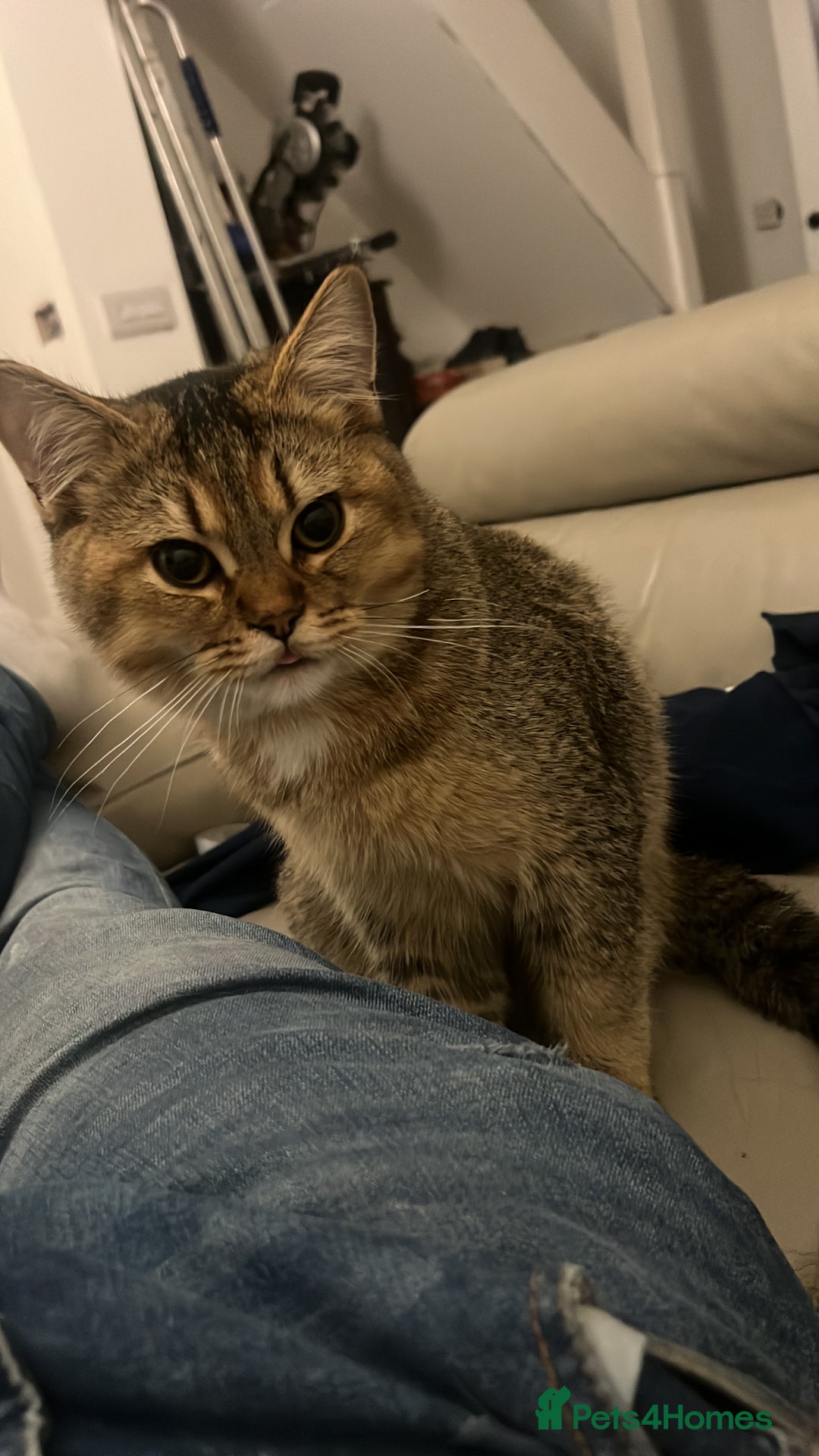 British Shorthair cats for sale: British shorthair - Image 1