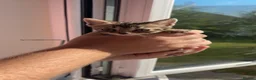 Bengal cats for sale: Baby bengal cross kittens READY TO LEAVE NOW - Advert 17