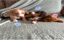Miniature Dachshund dogs for sale: 5 beautiful miniature dachshunds for sale - Image 17