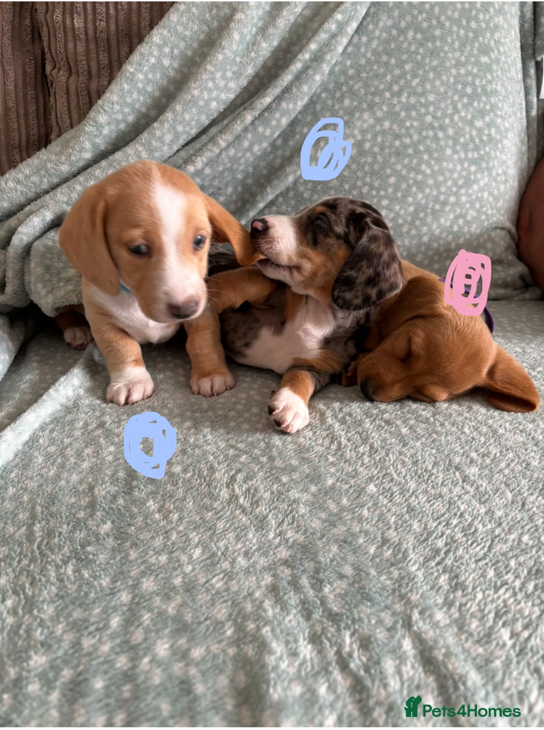 Miniature Dachshund dogs for sale: 5 beautiful miniature dachshunds for sale - Image 17