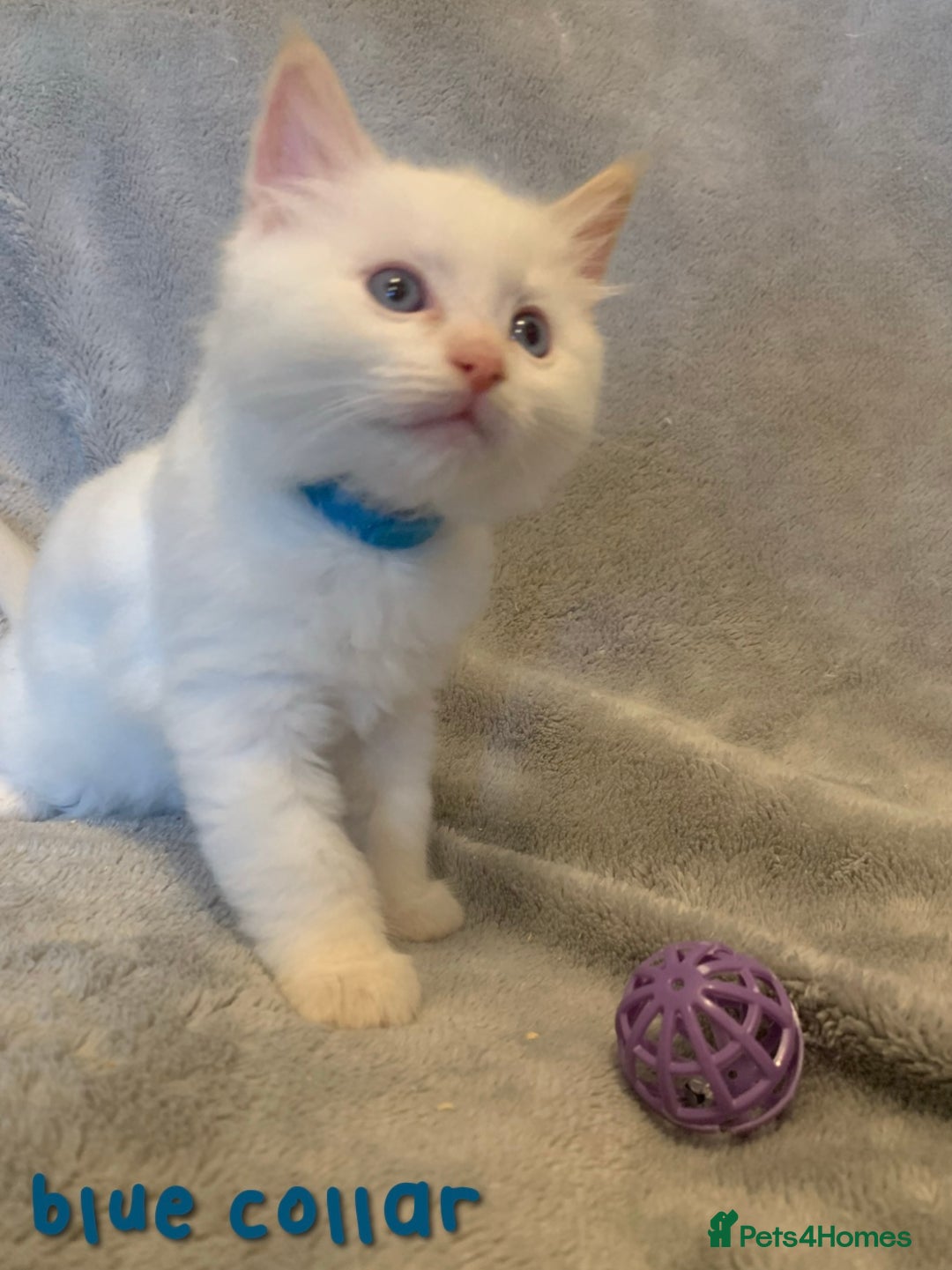 Ragdoll cats for sale: 5 Lovely, Pure Ragdoll Kittens - Image 9